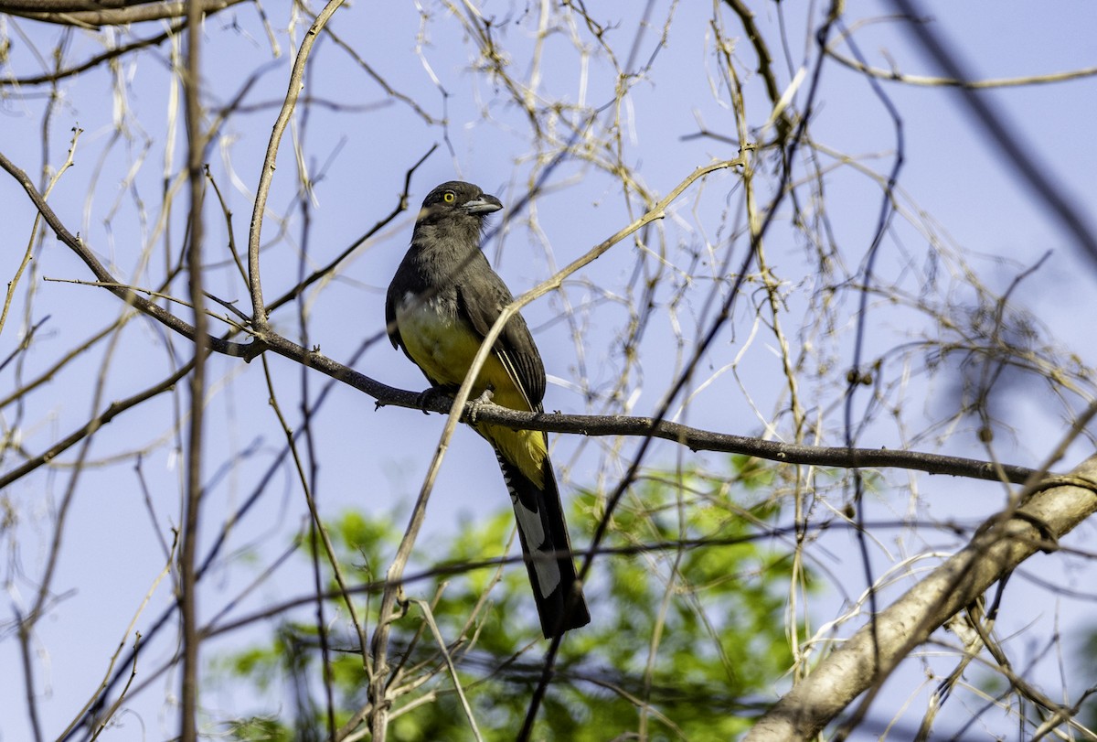 Trogon citrin - ML596449661