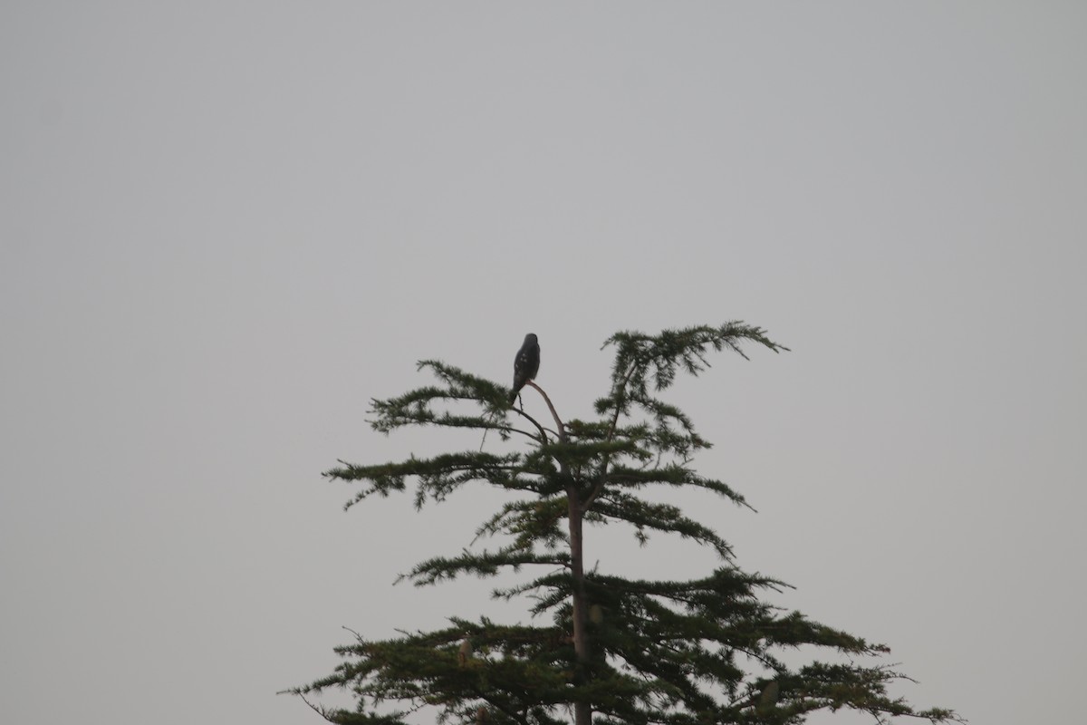 Mississippi Kite - ML596449731