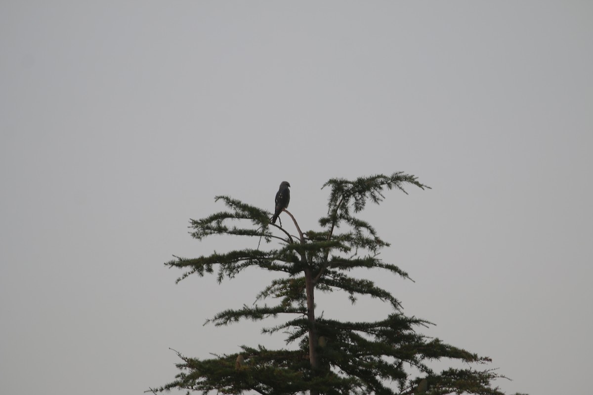 Mississippi Kite - ML596449751