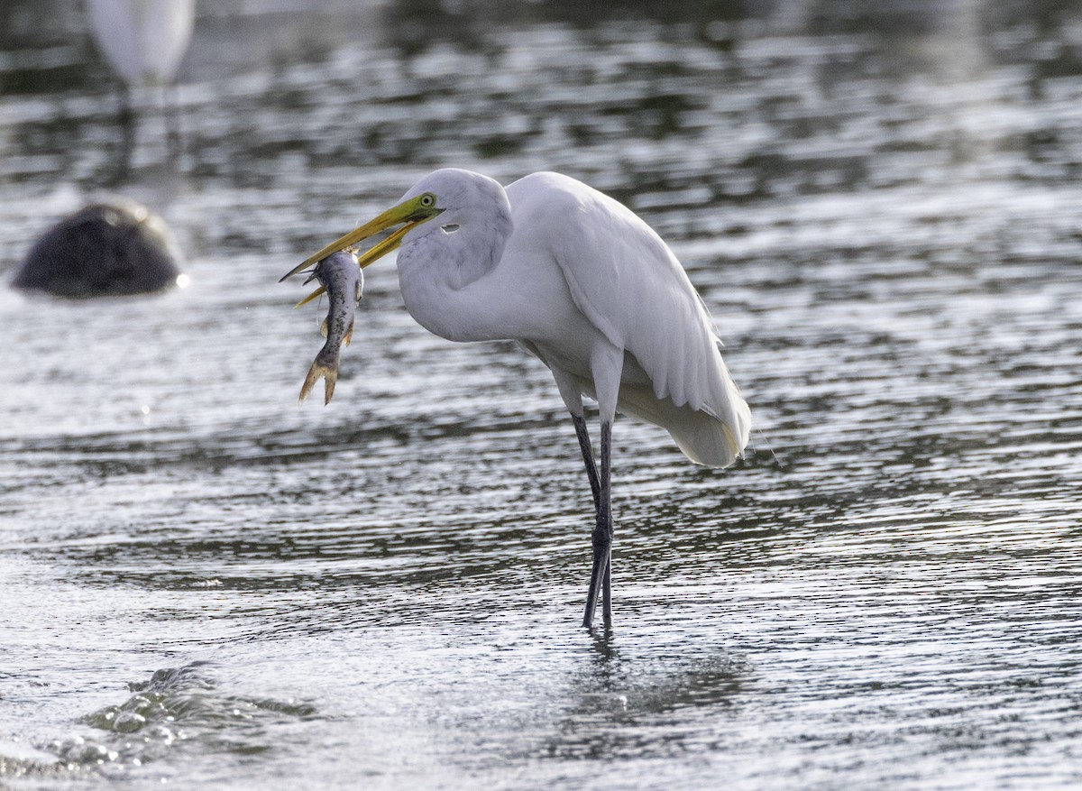 Grande Aigrette - ML596449851