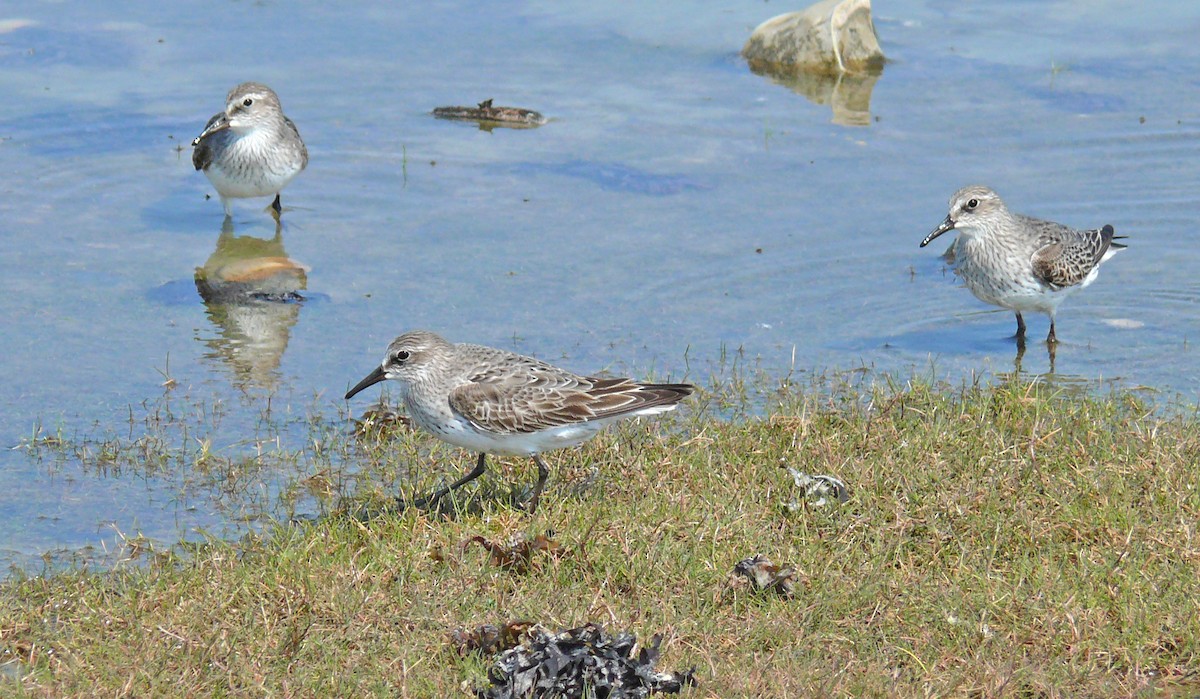 White-rumped Sandpiper - ML596450751