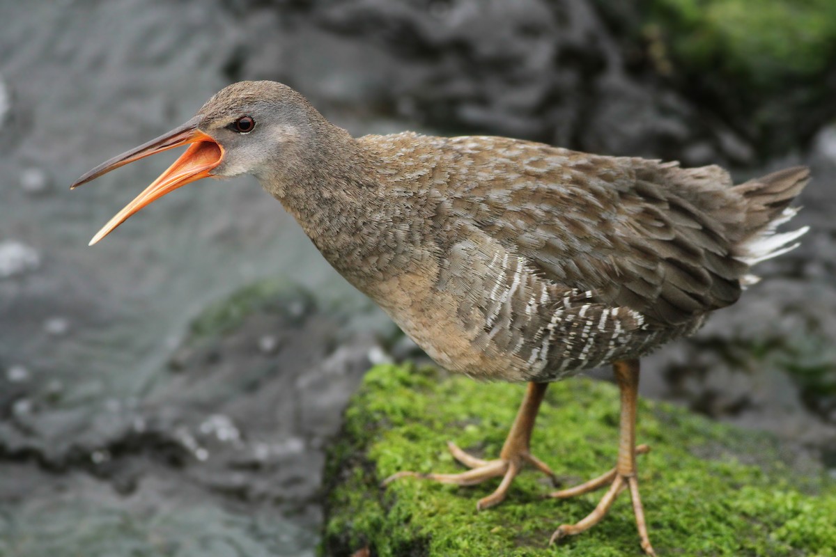 Clapper Rail - ML59645231