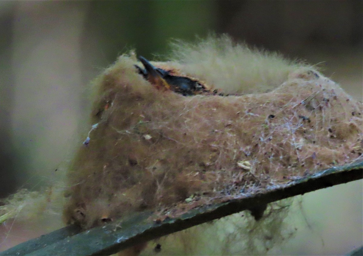 kolibřík šedobřichý - ML596452381