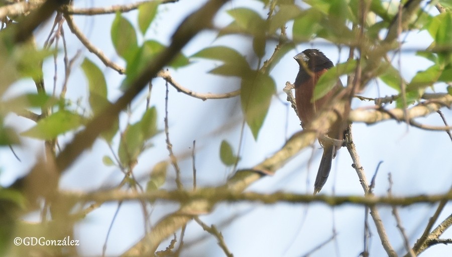 Chestnut-bellied Seed-Finch - ML596453571