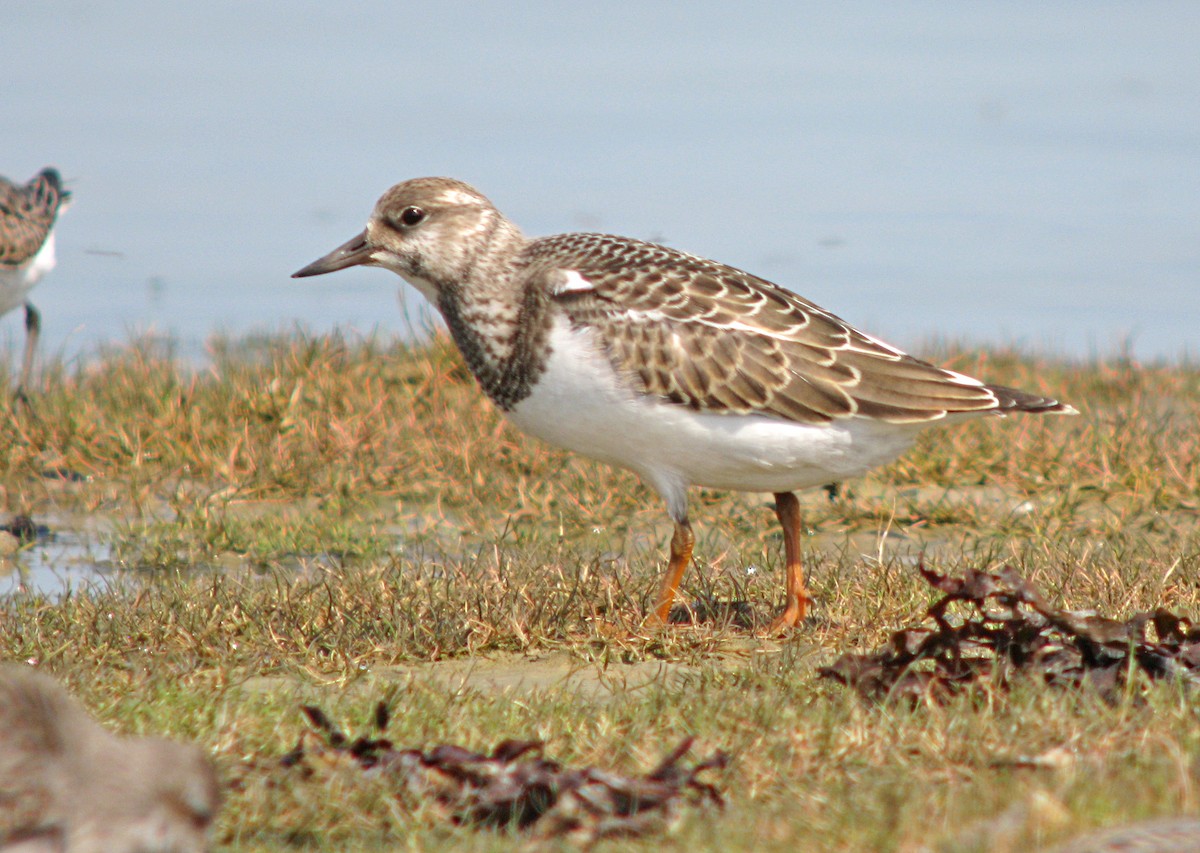 Ruddy Turnstone - ML596453601