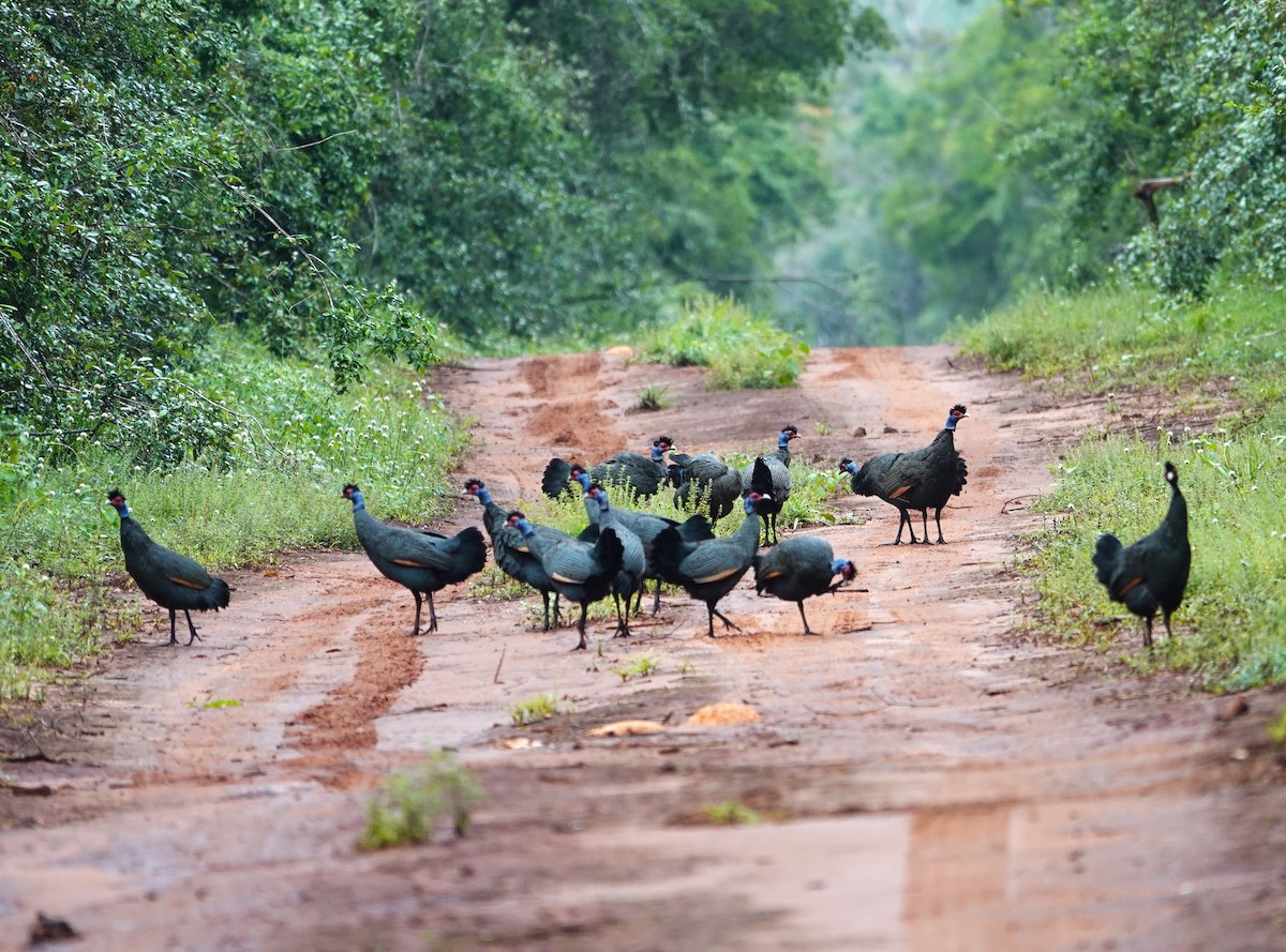 Eastern Crested Guineafowl - ML596453771