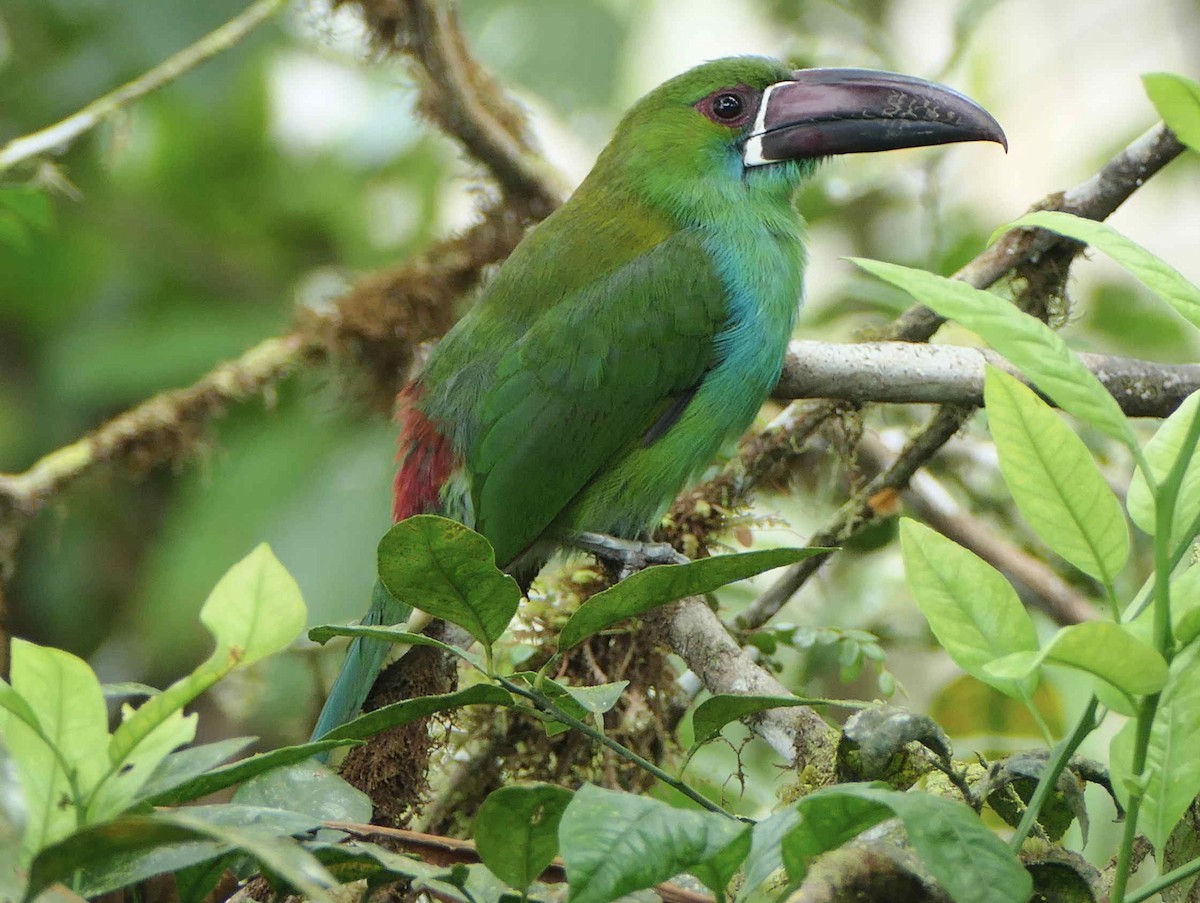 Crimson-rumped Toucanet - ML596453931