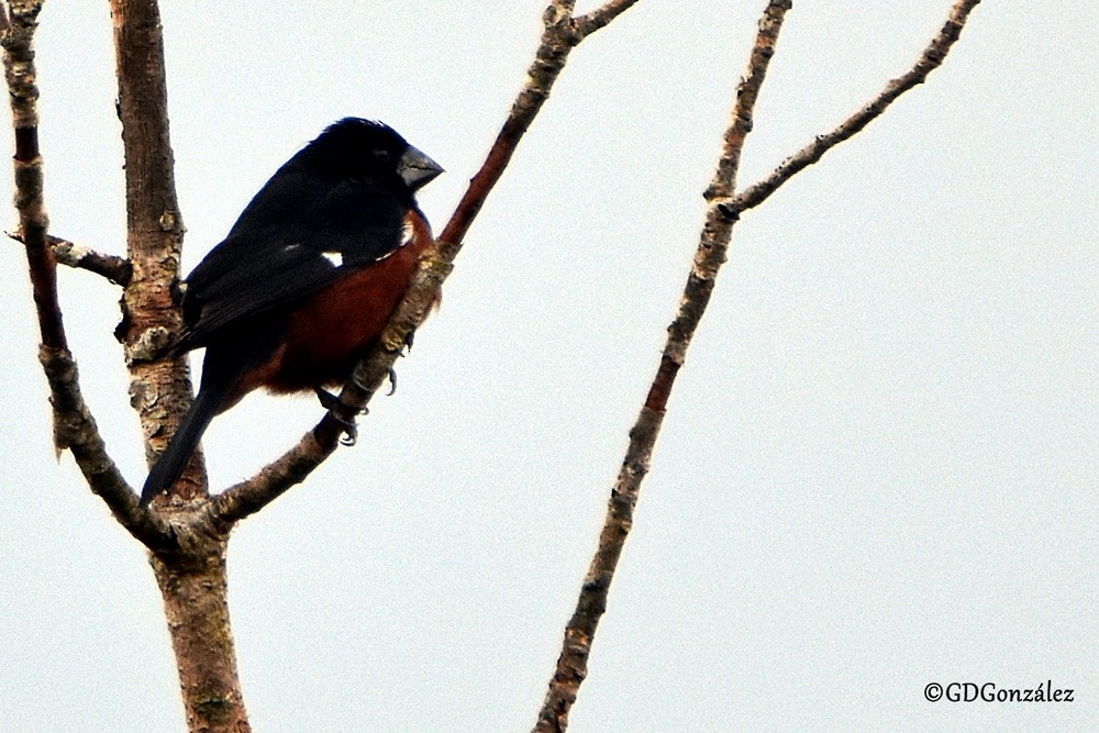 Chestnut-bellied Seed-Finch - ML596454231