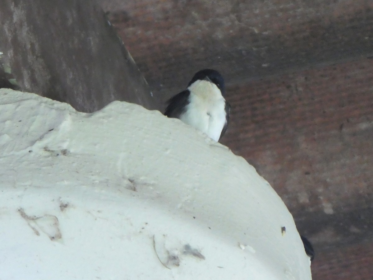 Blue-and-white Swallow (cyanoleuca) - Emma Meadows