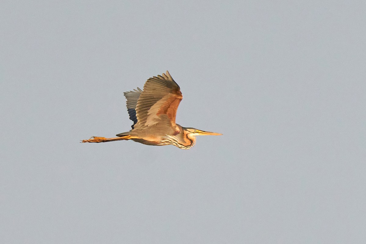 Purple Heron - Miguel Rouco