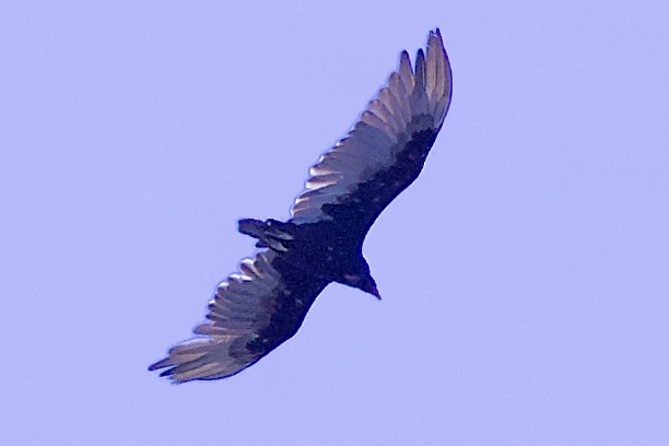 Turkey Vulture - ML596456801