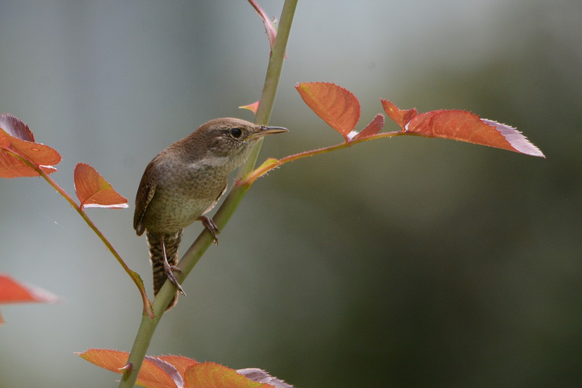 House Wren - Steve Mierzykowski