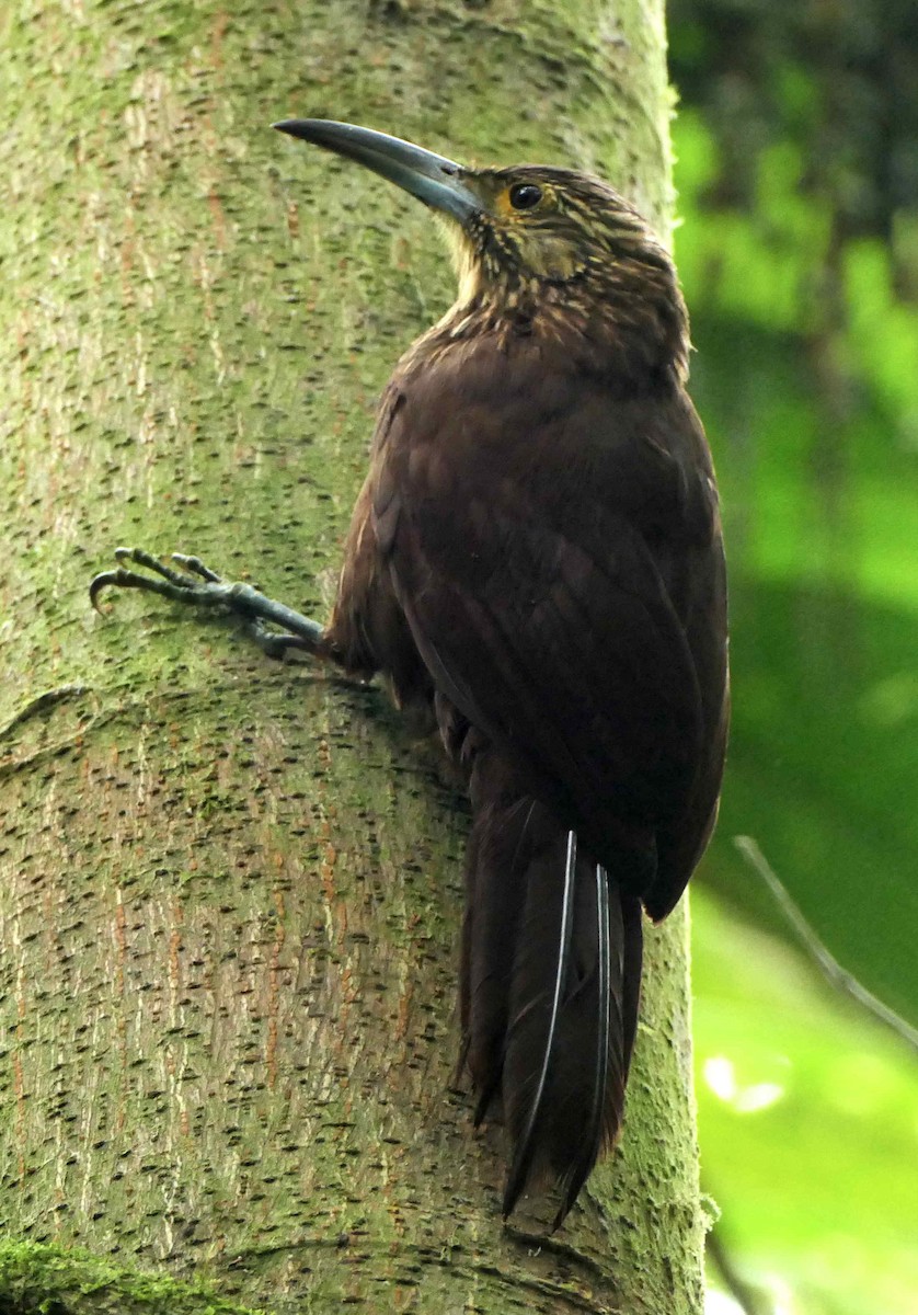 Strong-billed Woodcreeper - ML596457411