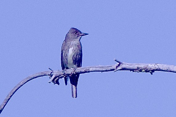 Olive-sided Flycatcher - ML596457921