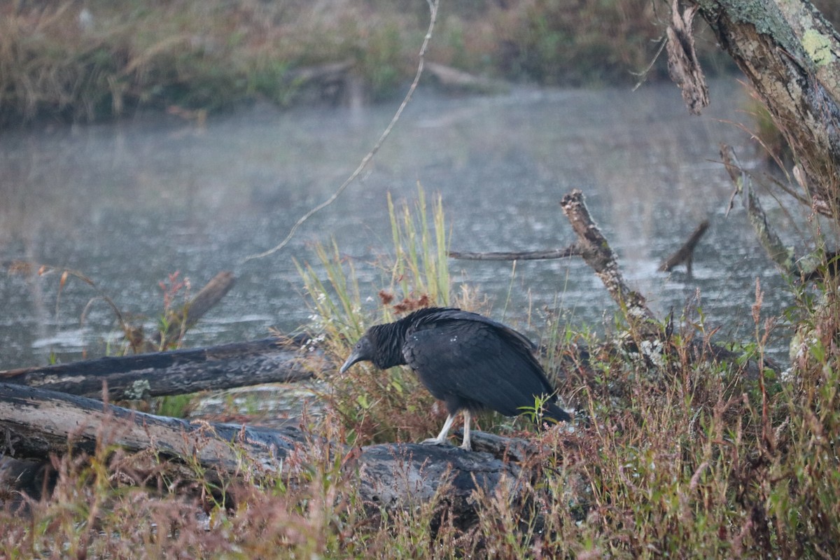 Black Vulture - ML596458321