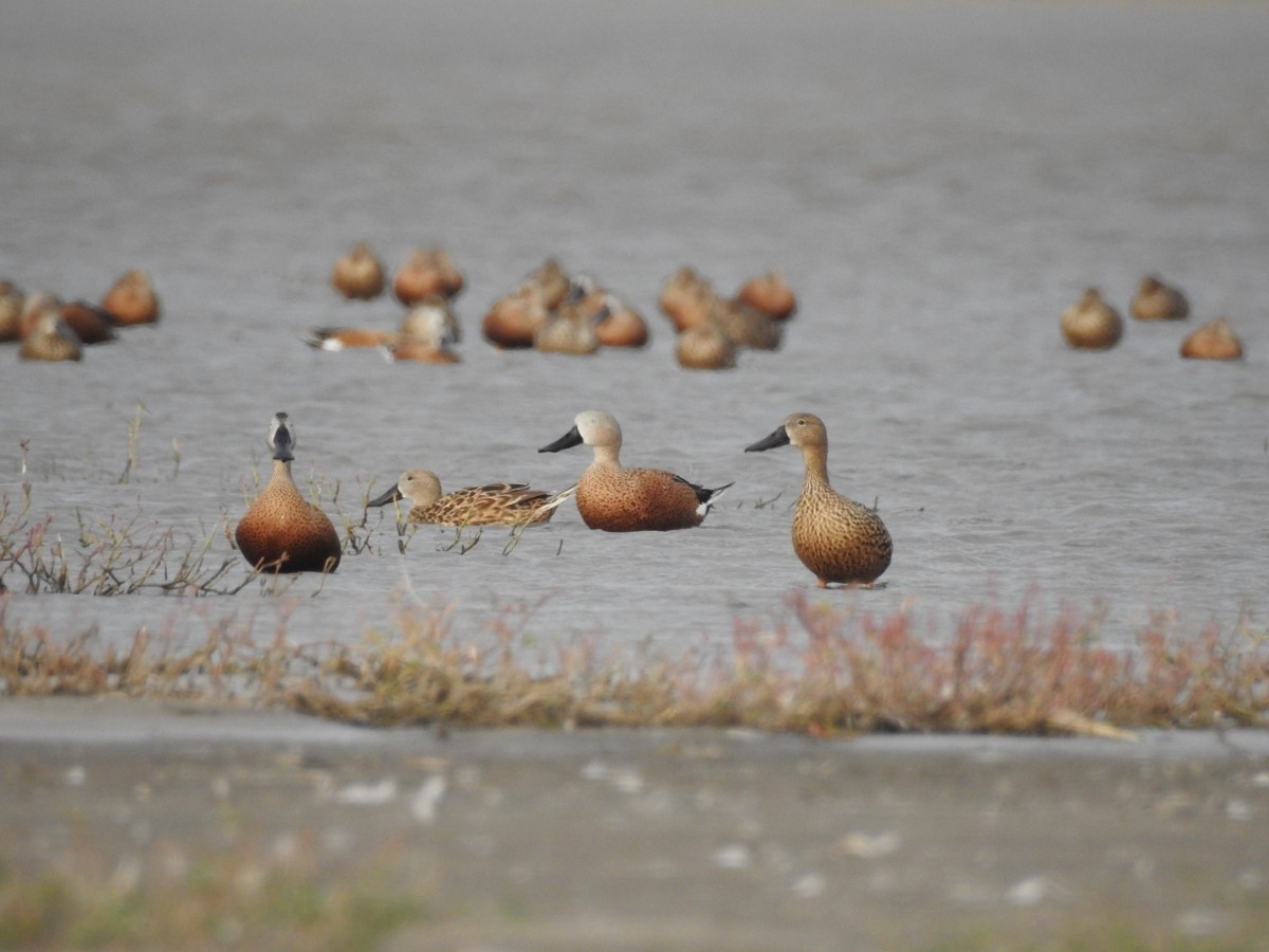 Red Shoveler - Maximiliano Sager