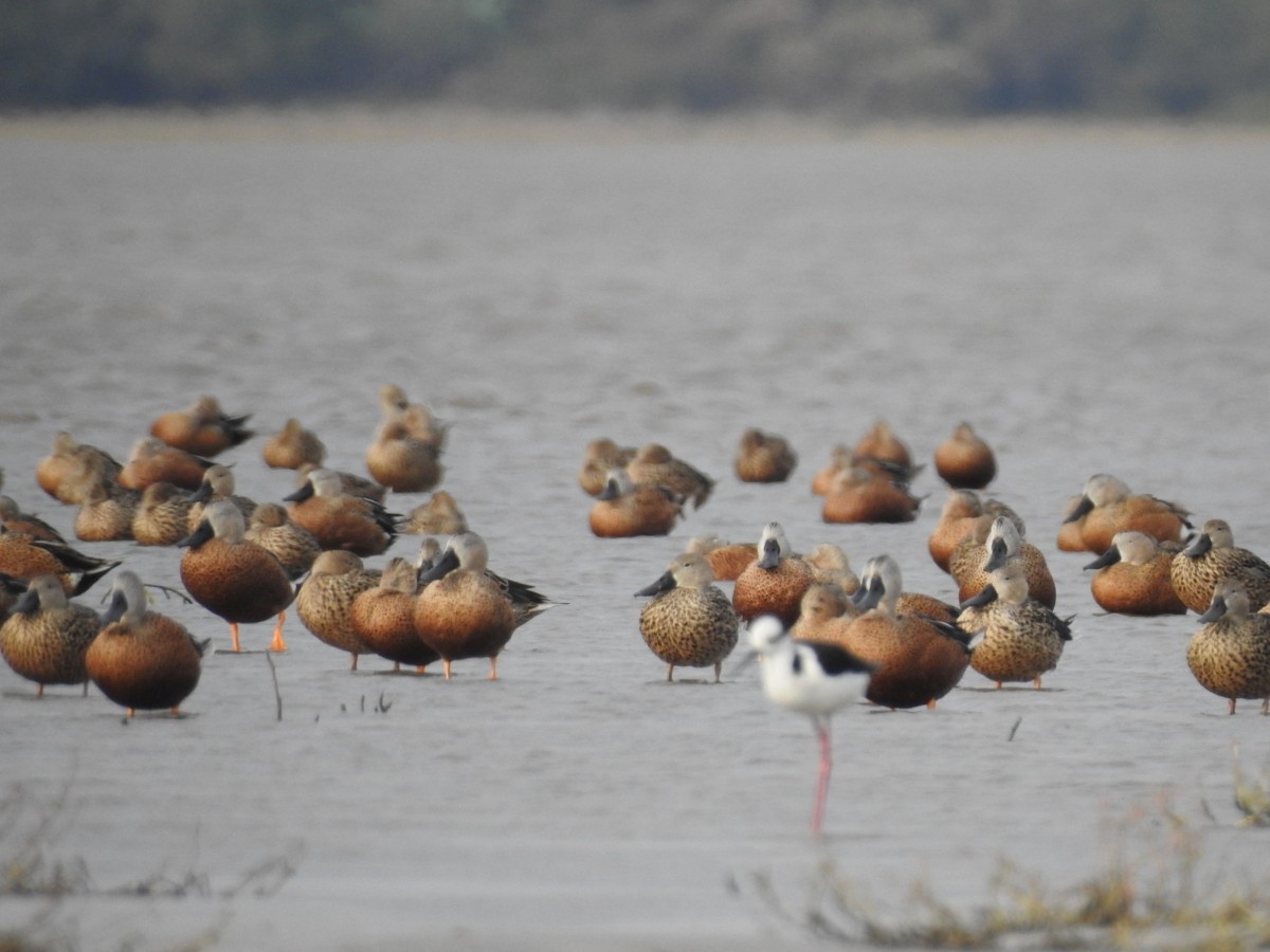 Red Shoveler - ML596458451