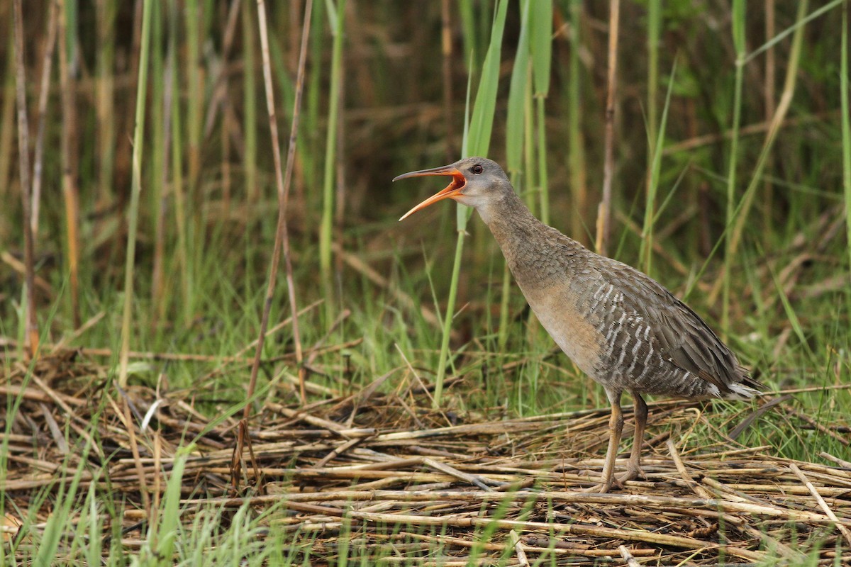 Clapper Rail - Evan Lipton