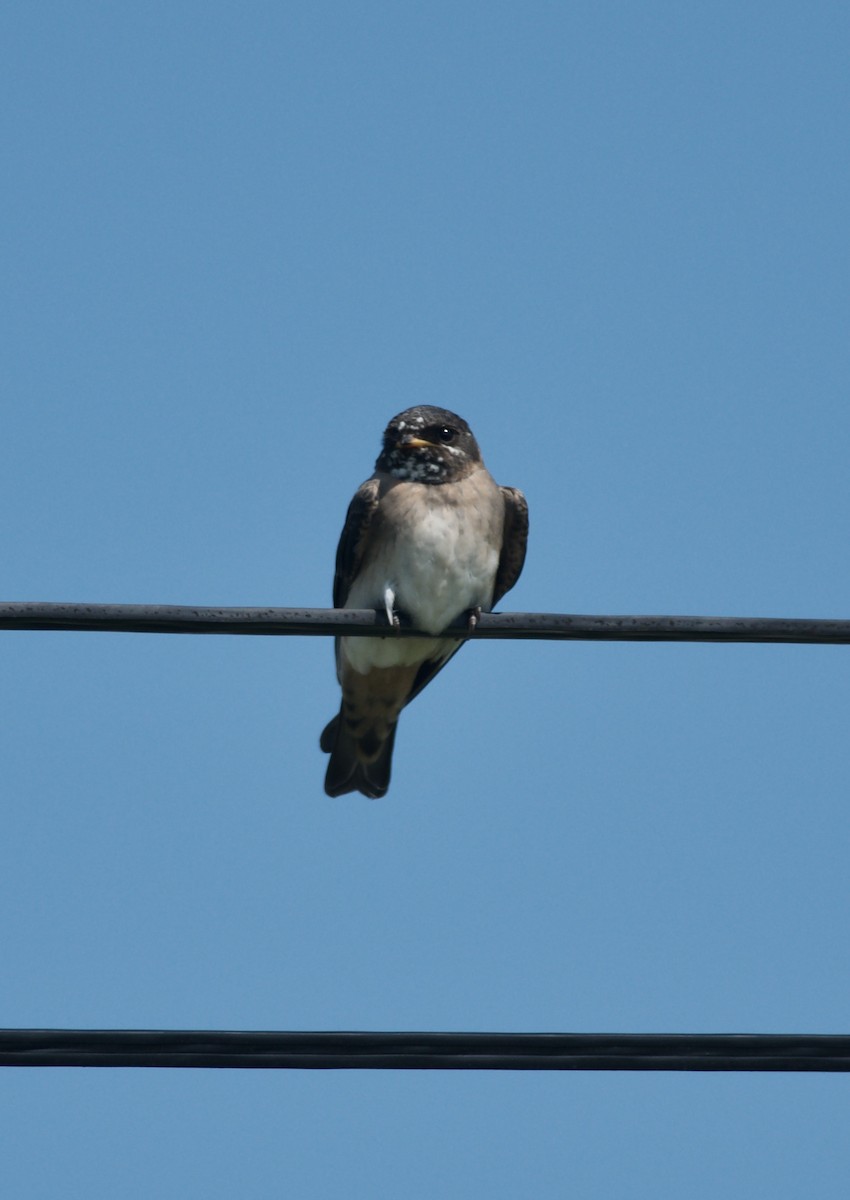 Cliff Swallow - ML596458601