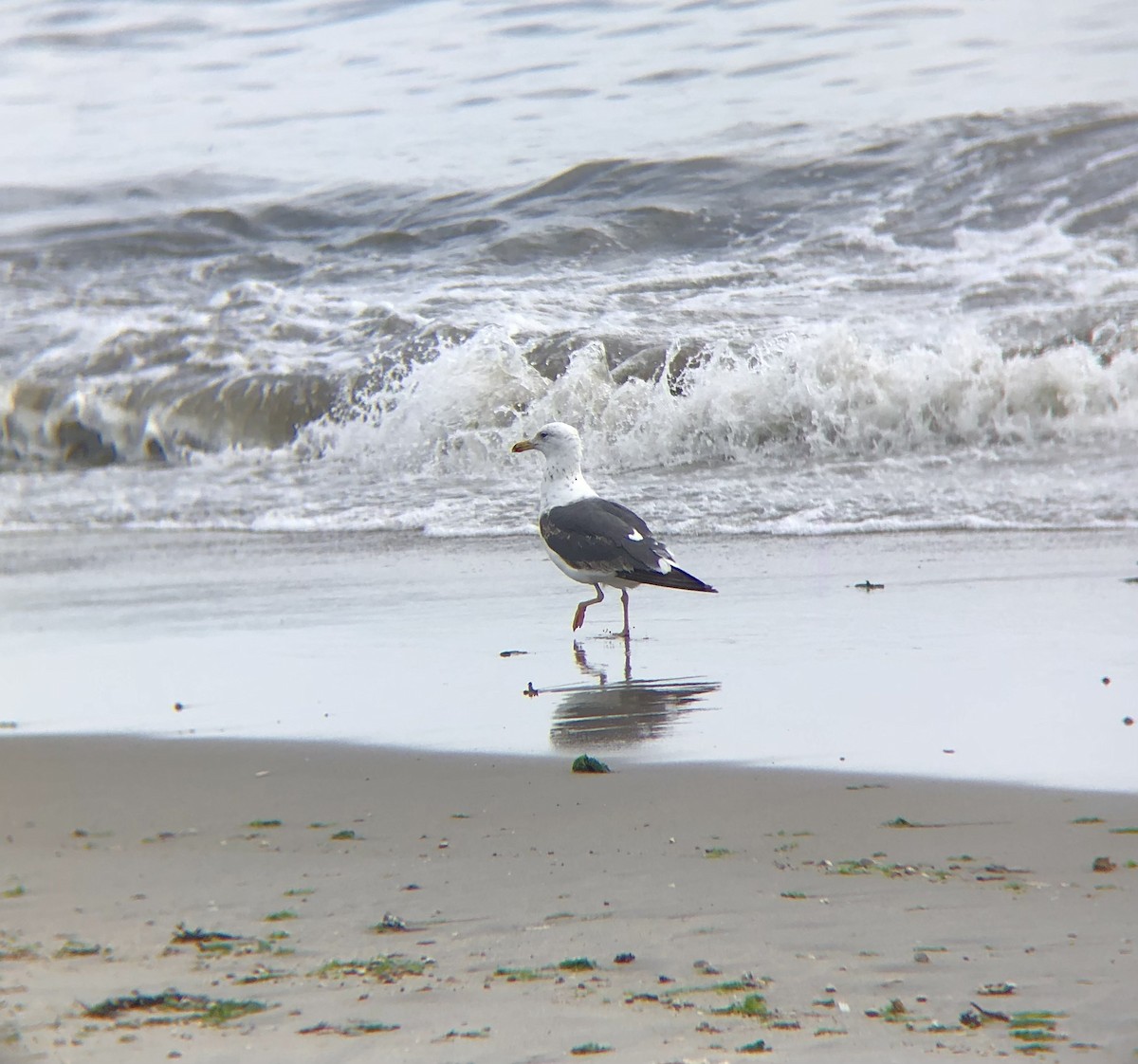 Lesser Black-backed Gull - ML596458771