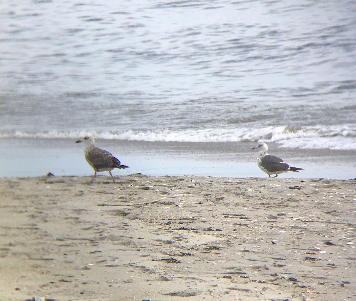 Lesser Black-backed Gull - ML596458801