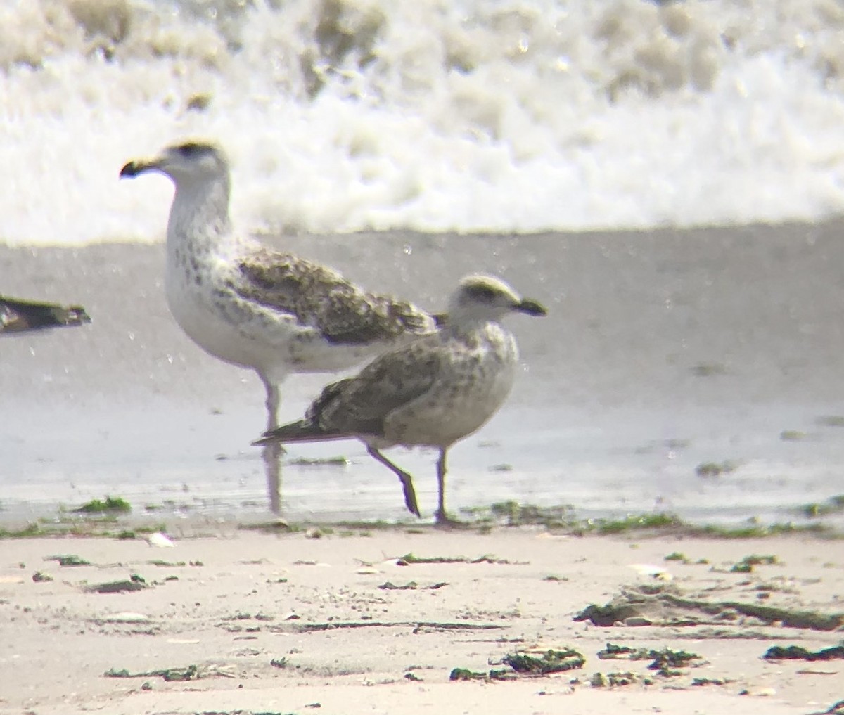 Lesser Black-backed Gull - ML596458861