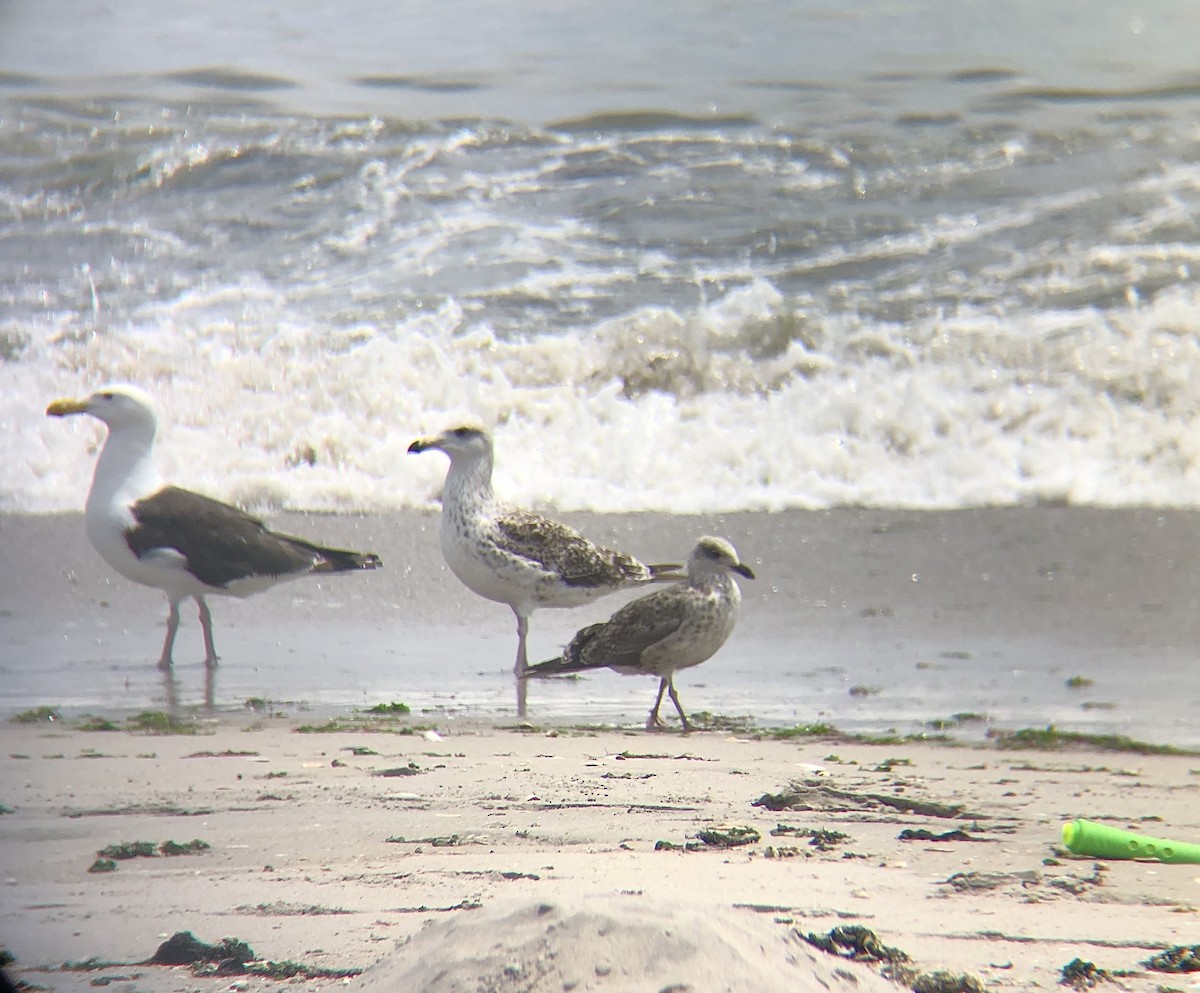 Lesser Black-backed Gull - ML596458871