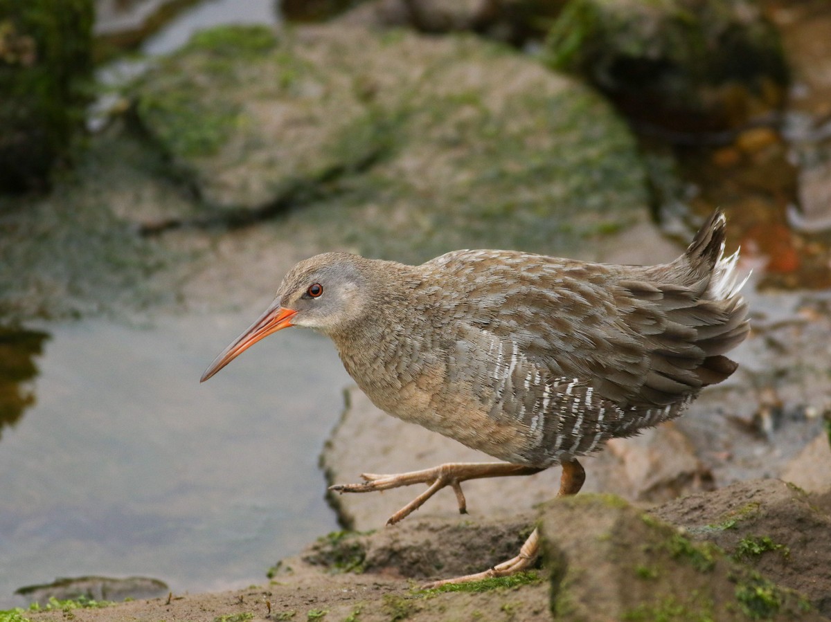 Clapper Rail - ML59645891