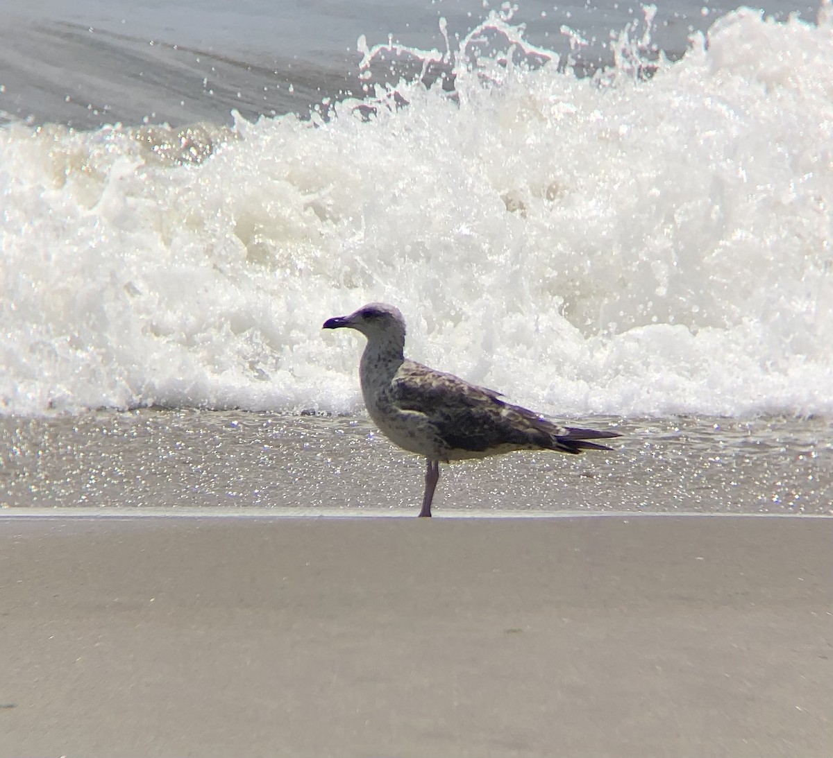 Lesser Black-backed Gull - ML596458931