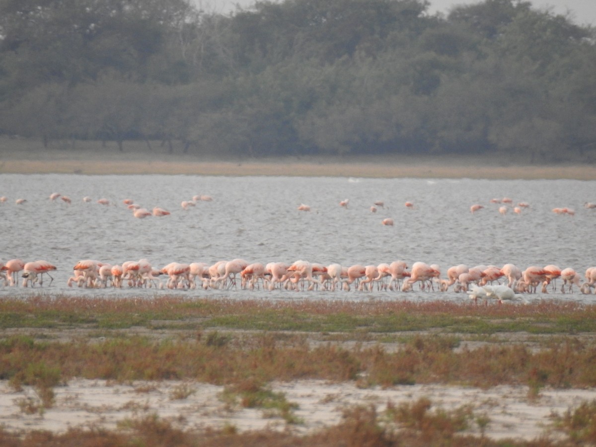 Chilean Flamingo - ML596459011