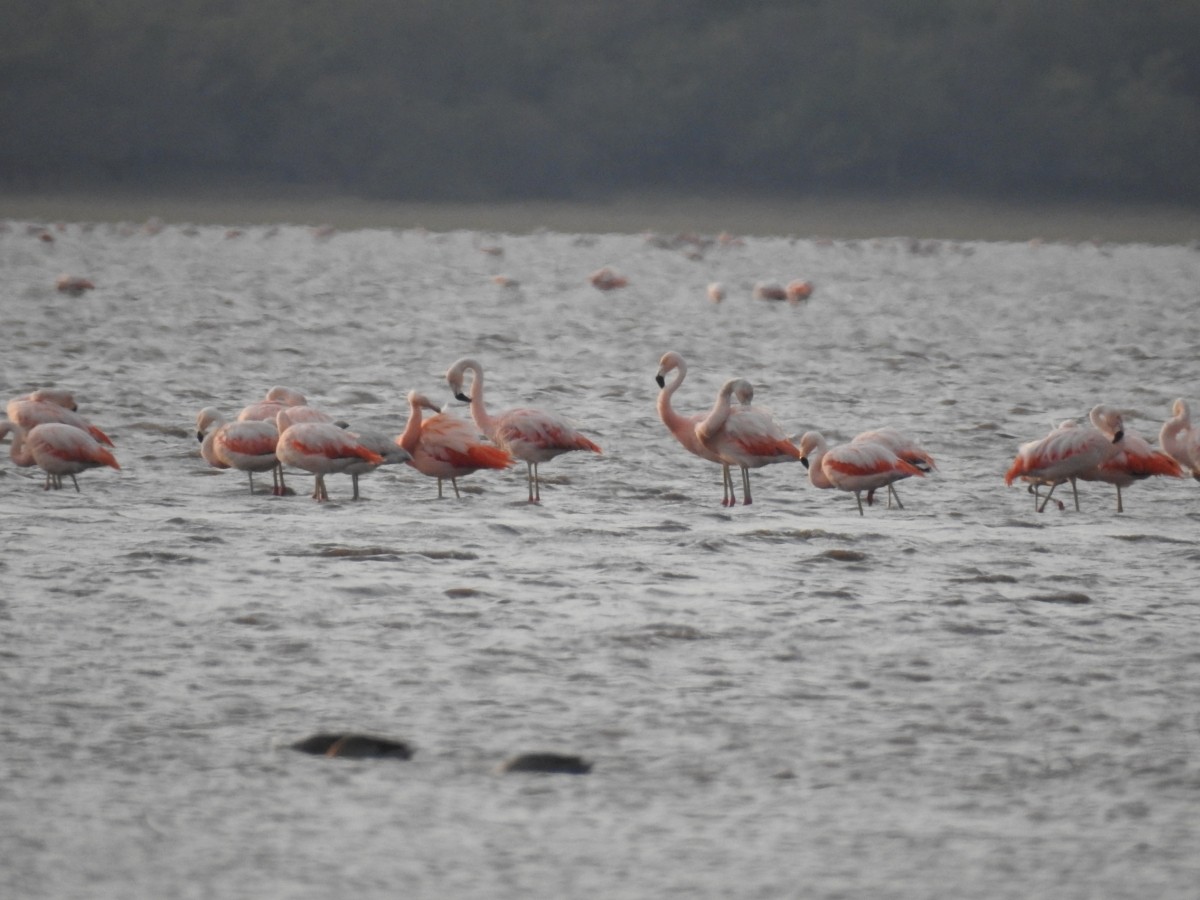 Chilean Flamingo - ML596459021