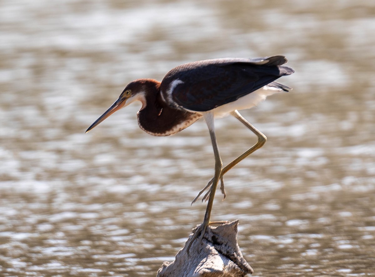 Tricolored Heron - Tom McCoppin