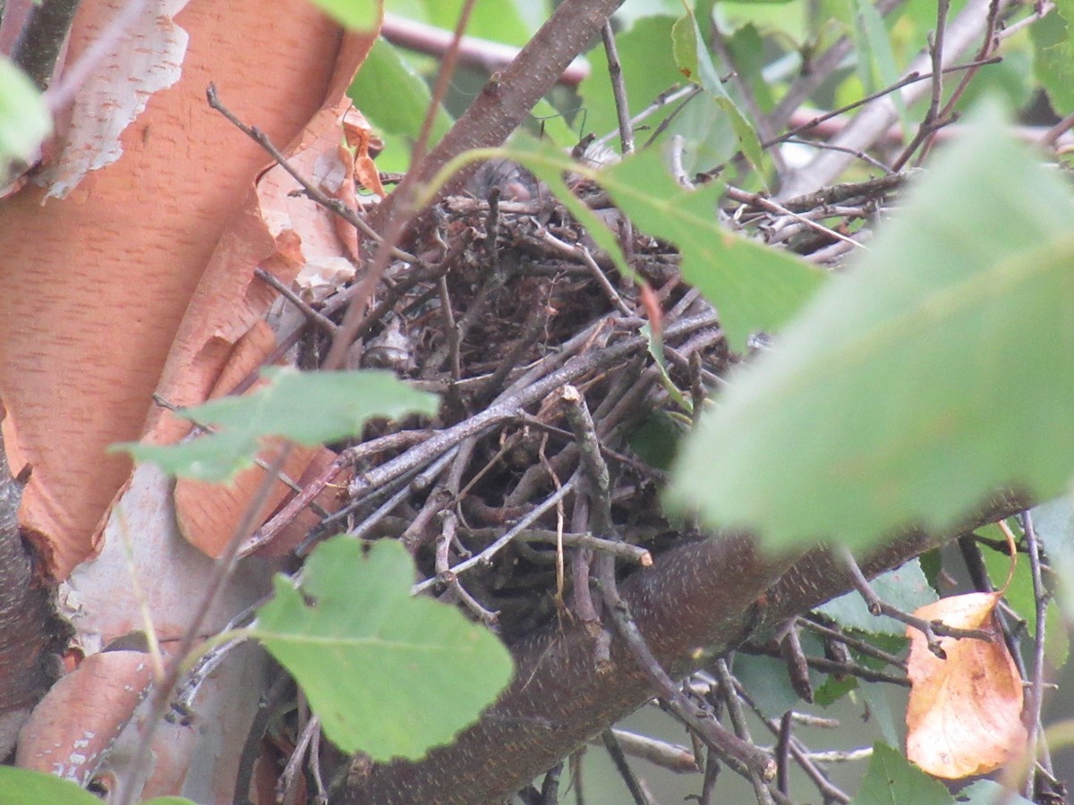 Northern Mockingbird - ML596459871
