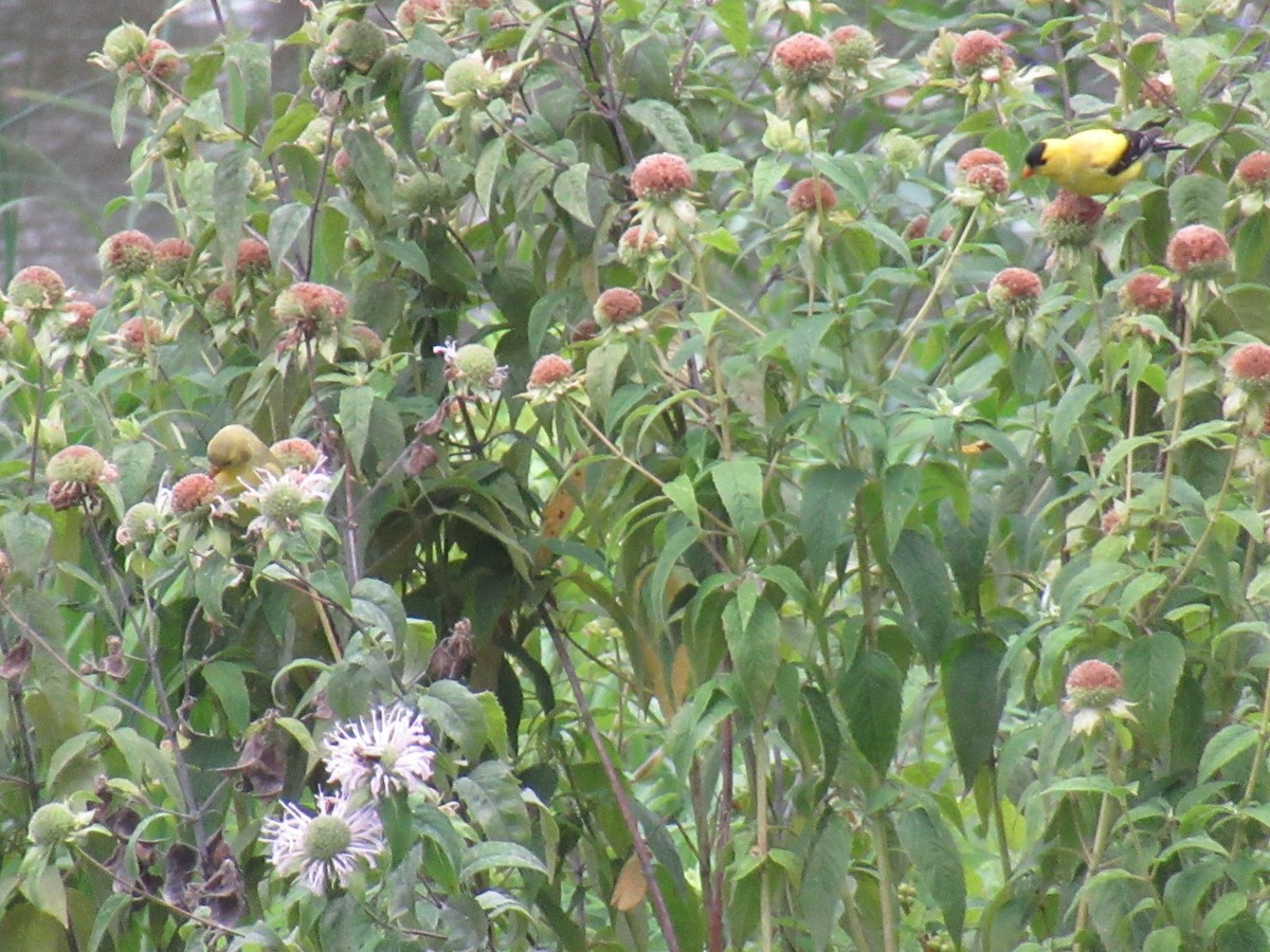 American Goldfinch - ML596460011