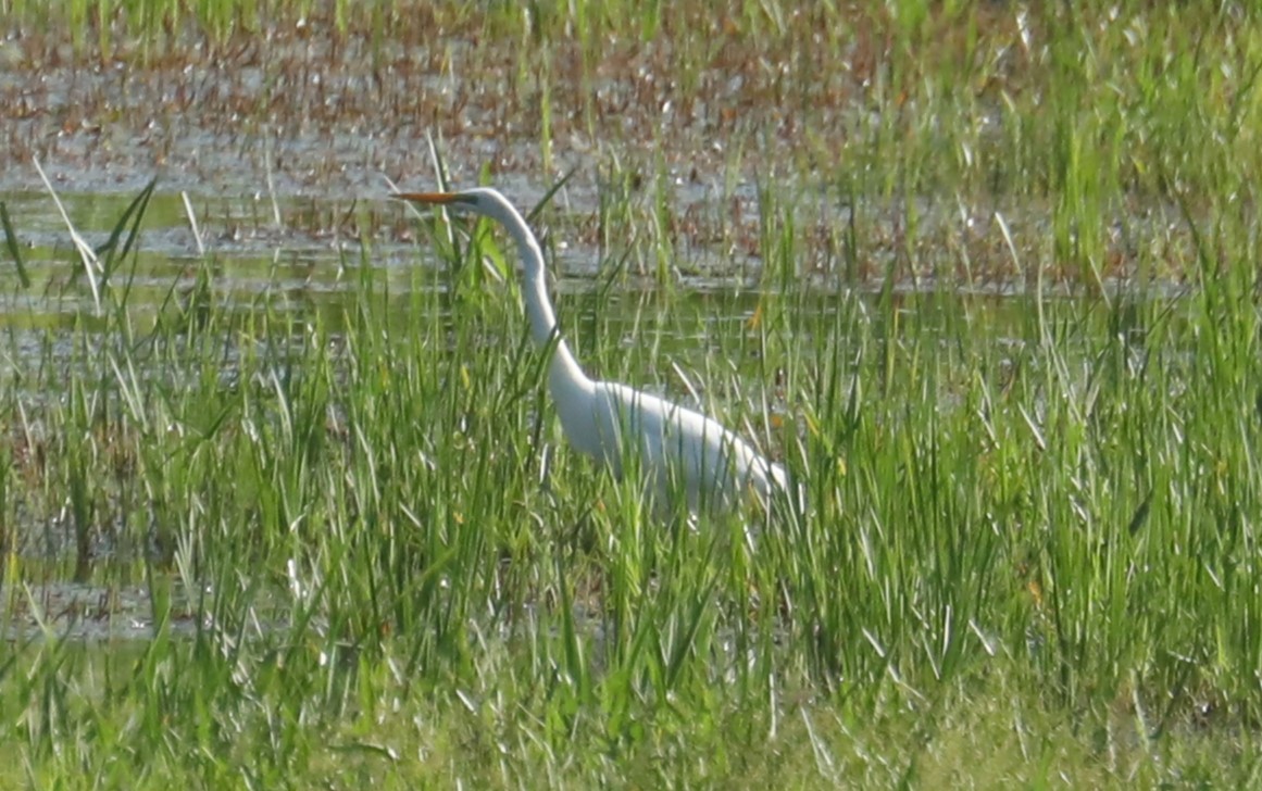 Great Egret - ML596460381