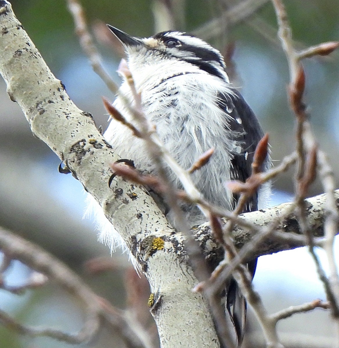 Downy Woodpecker - ML596460771