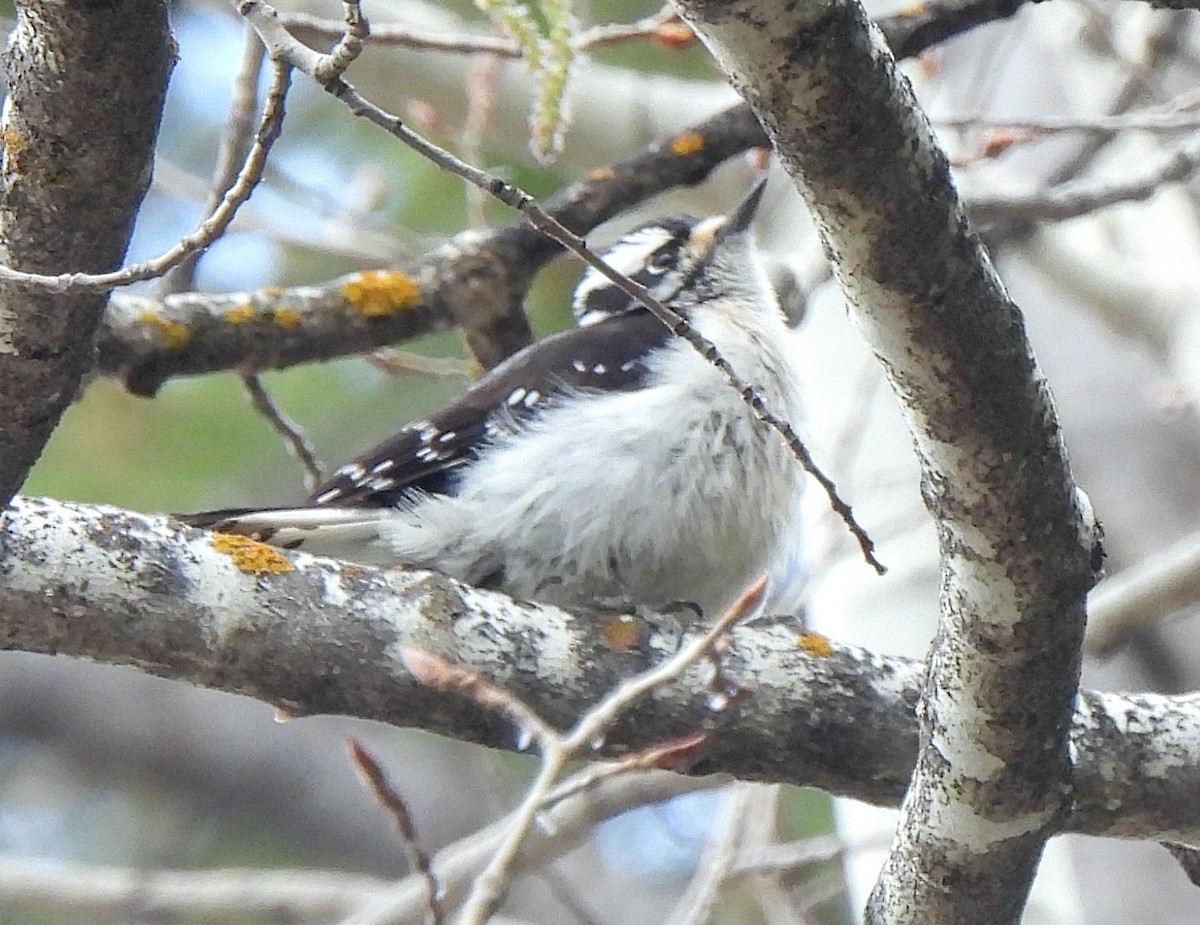 Downy Woodpecker - ML596460791