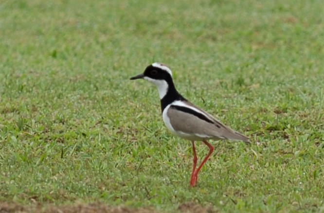 Pied Plover - ML596460801