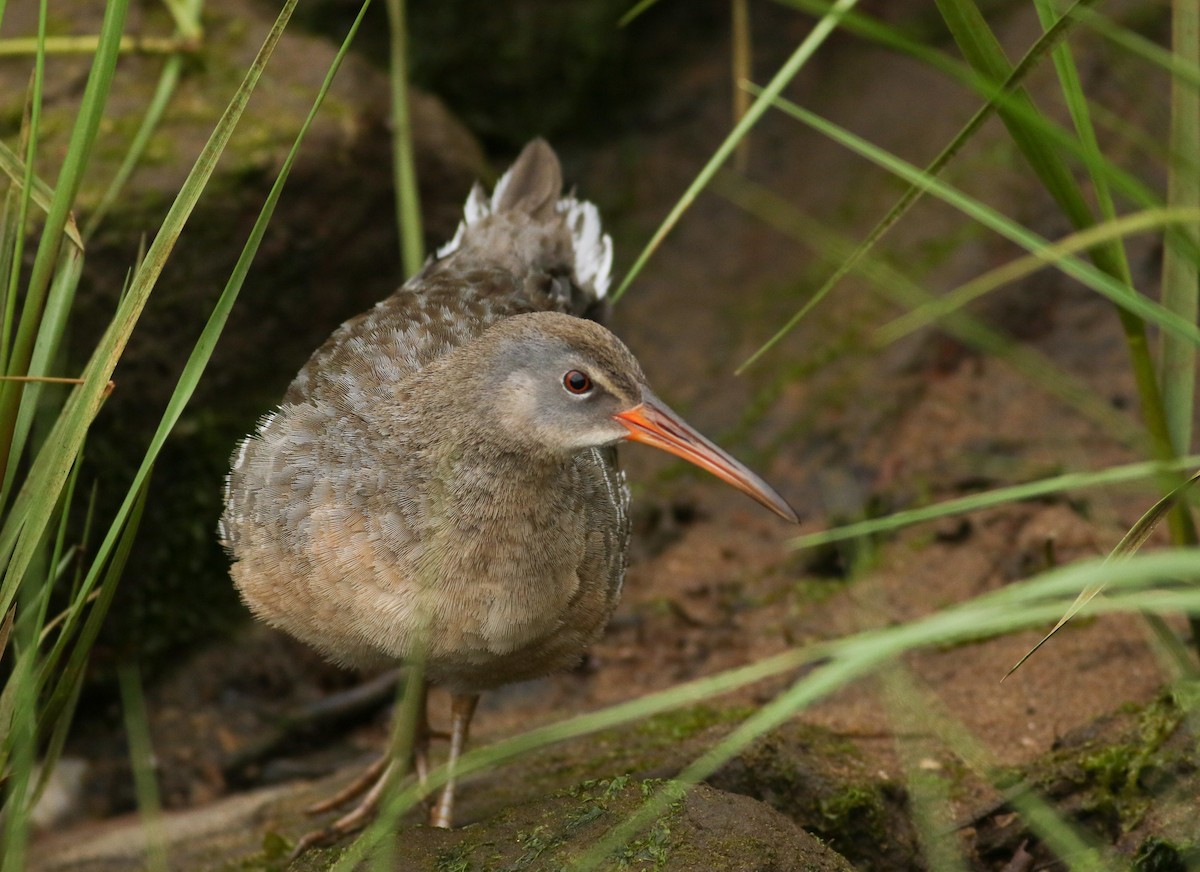 Clapper Rail - ML59646081