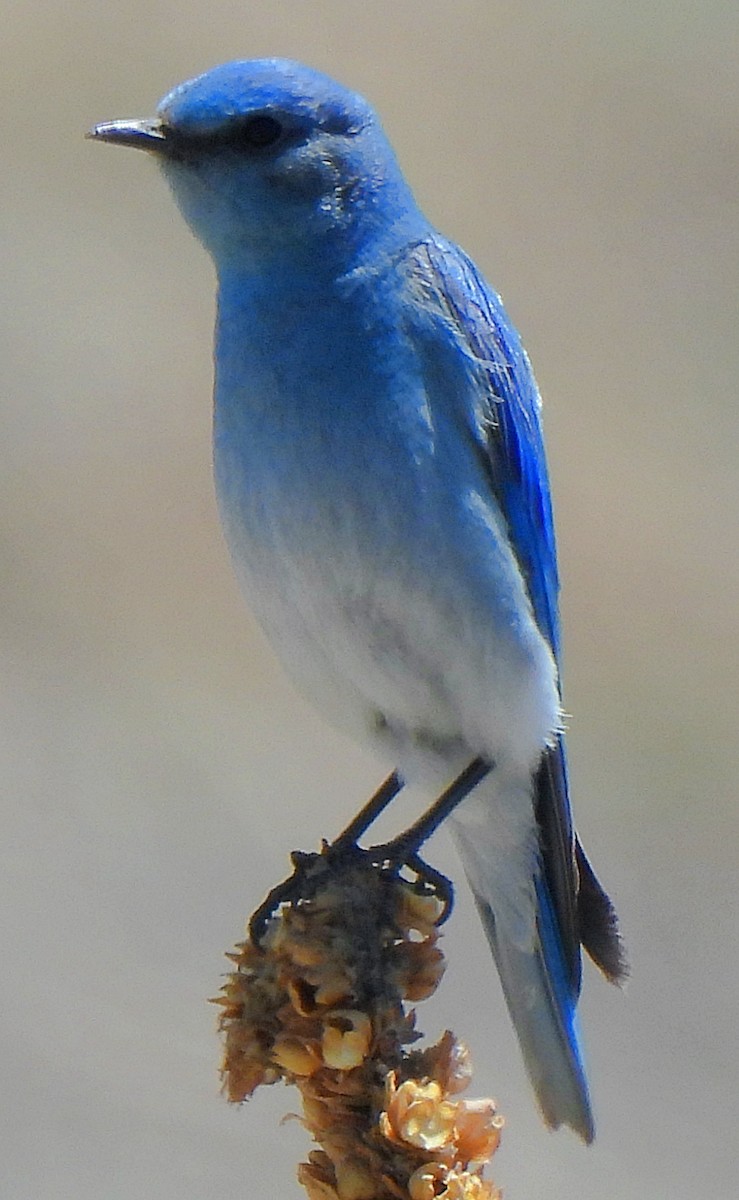 Mountain Bluebird - ML596461151