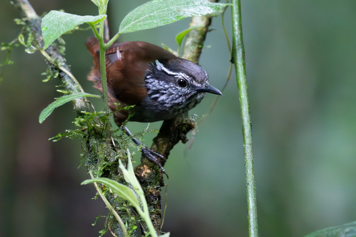 Gray-breasted Wood-Wren - ML596462091