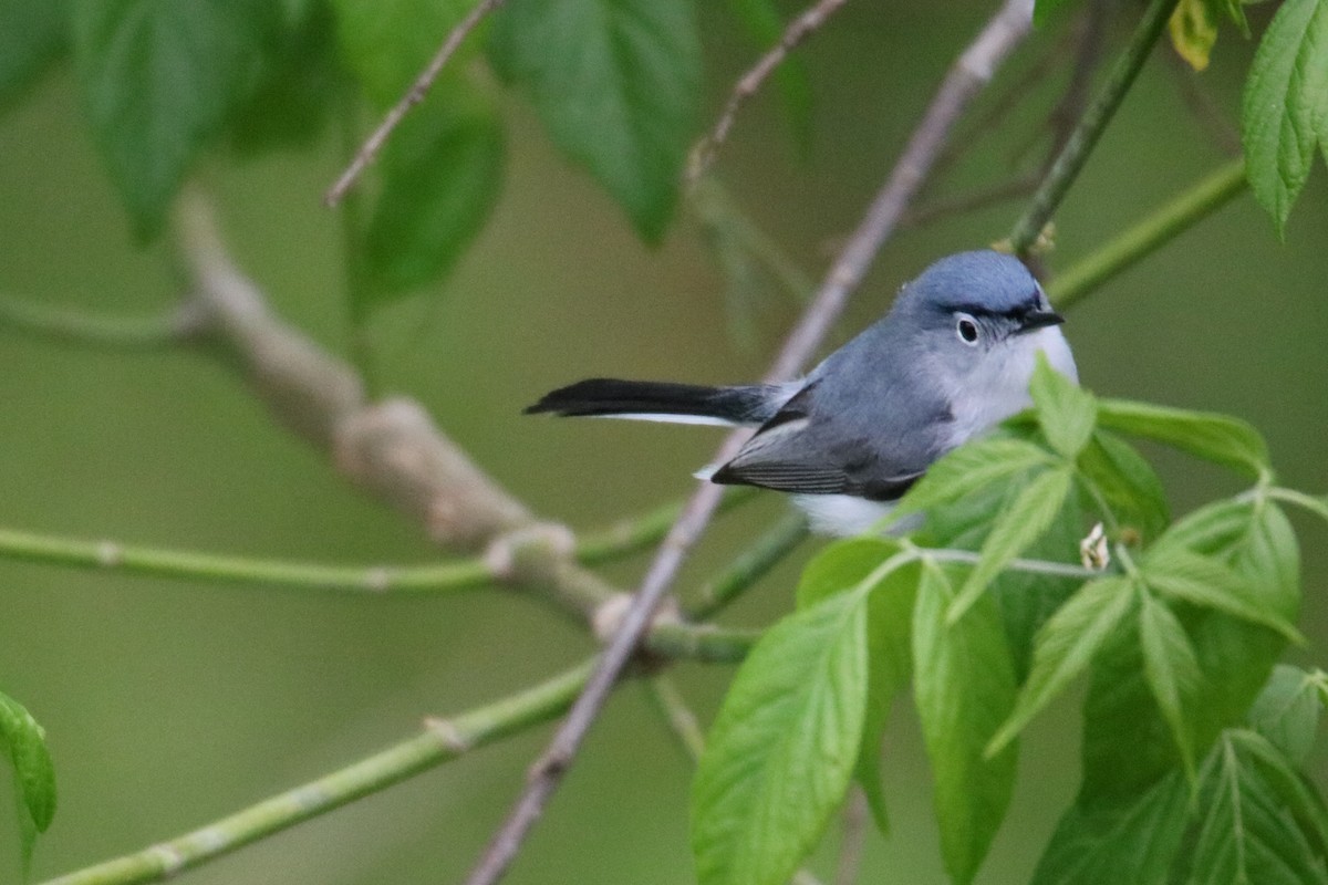 Blue-gray Gnatcatcher - ML596462161