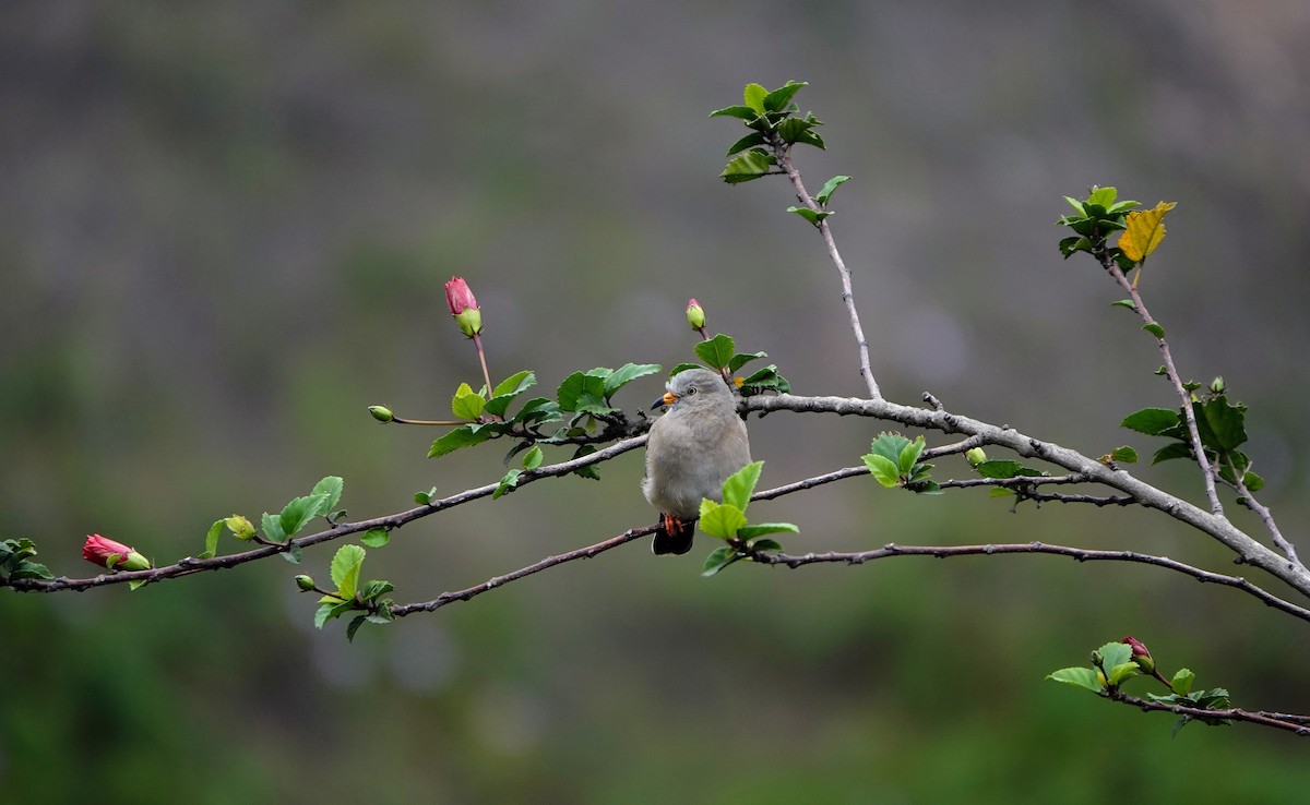 Croaking Ground Dove - ML596463161