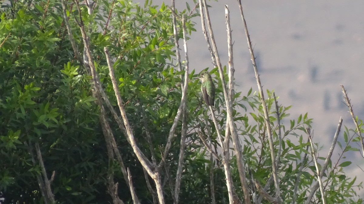 Green-backed Firecrown - Marco Antonio Guerrero R.