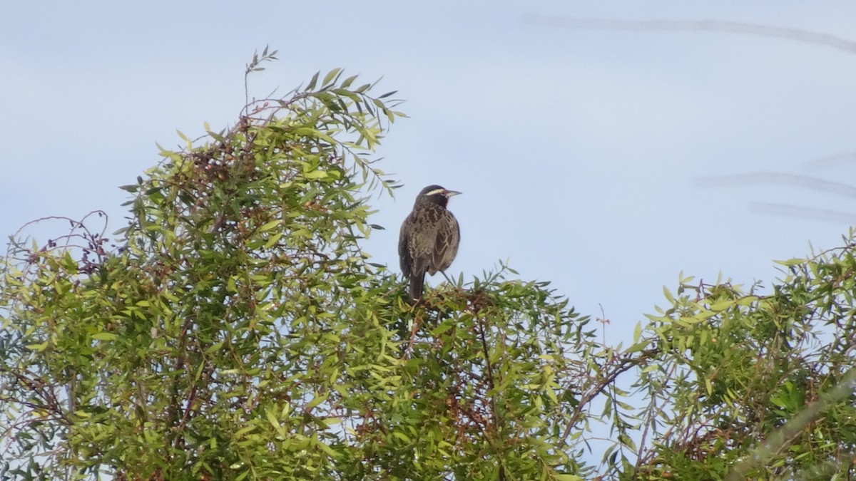 Long-tailed Meadowlark - ML596463821