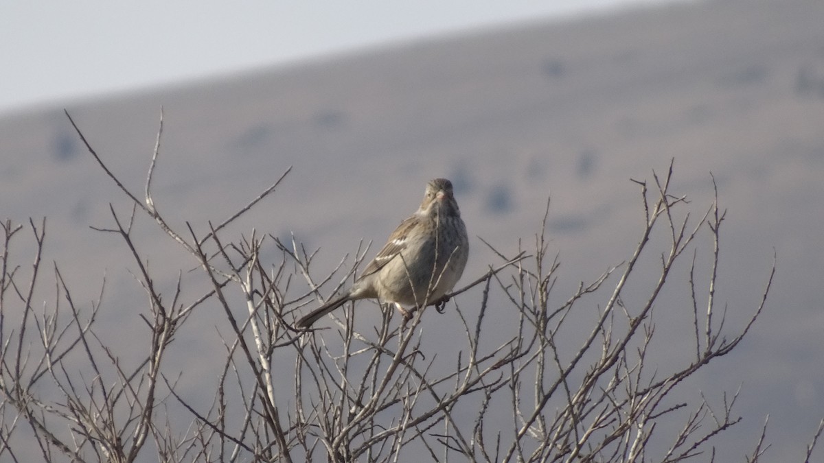 Chilean Mockingbird - ML596463911