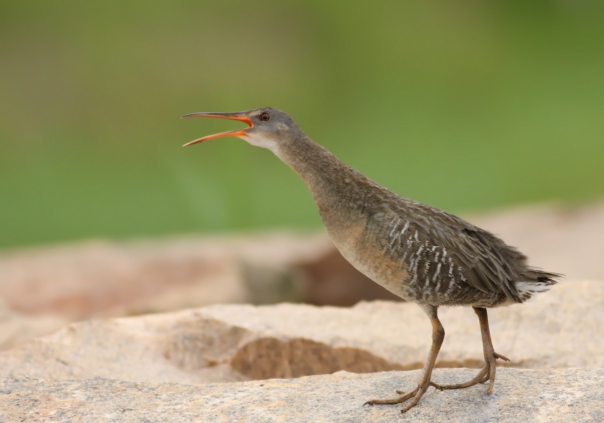 Clapper Rail - ML59646421