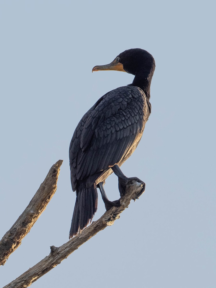 Double-crested Cormorant - Notta Birb