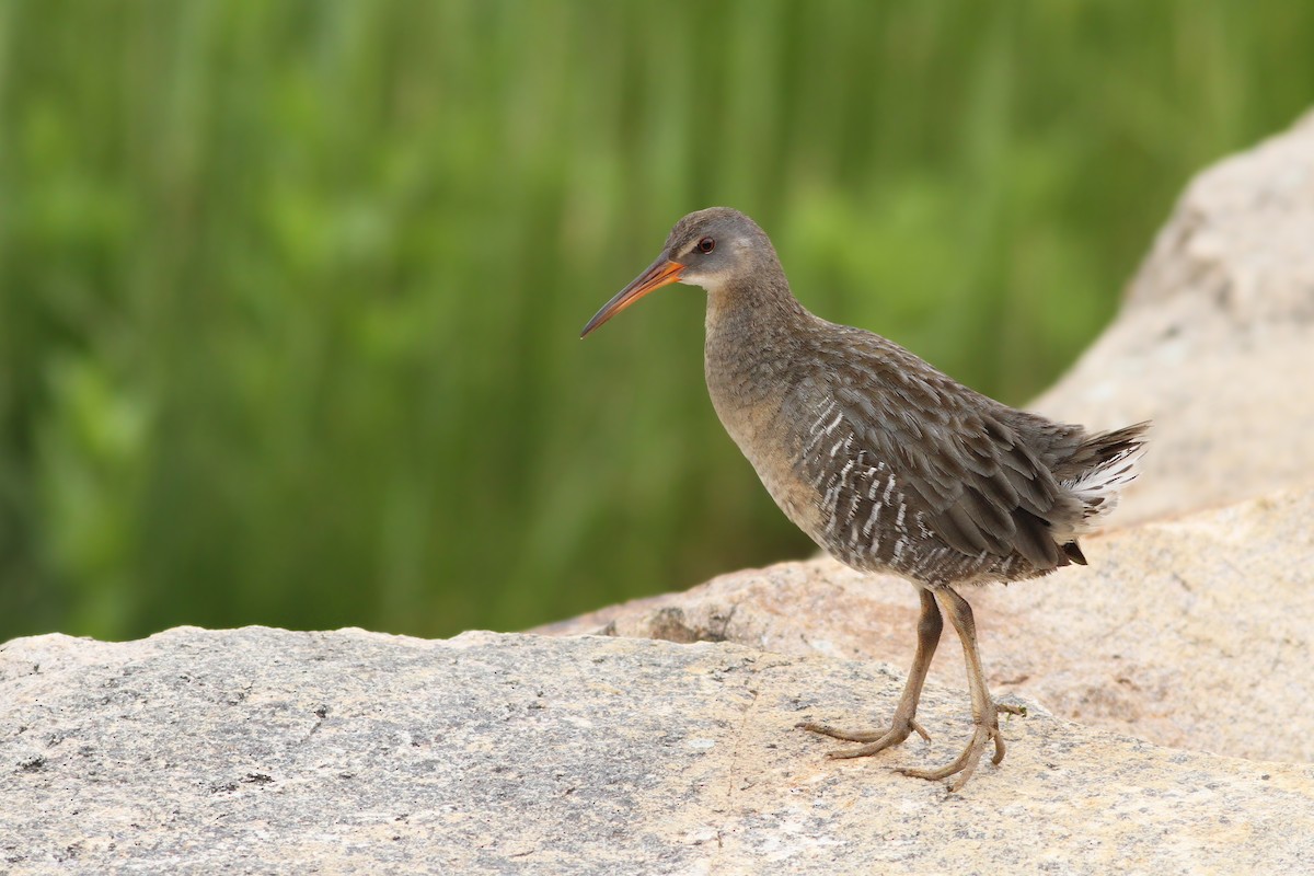 Clapper Rail - ML59646541