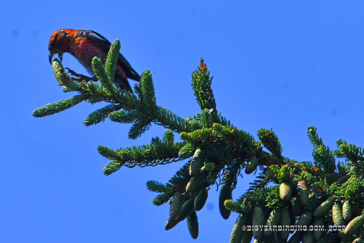 White-winged Crossbill - ML596465851